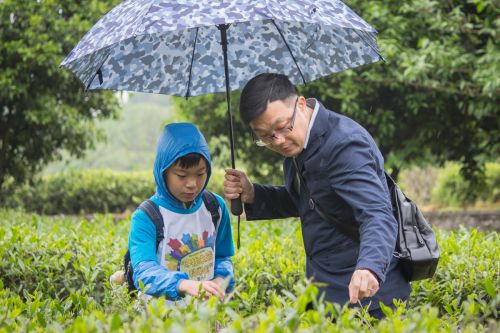 细雨也不能阻挡我的采茶热情(学通社记者 蒲振 摄)